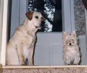 North Landing Realty, Inc.'s Office Mascots