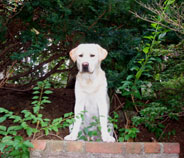 North Landing Realty, Inc.'s Office Mascots