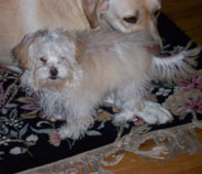 North Landing Realty, Inc.'s Office Mascots