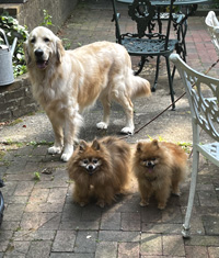 North Landing Realty, Inc.'s Office Mascots