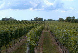 North Shore Vineyard